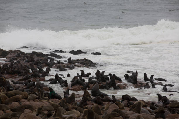 ein wildes tier liebt die freiheit der natur - south pacific ocean audio stock-fotos und bilder