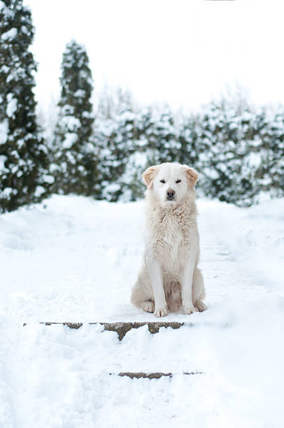 Ritratto di Cane d'inverno - foto stock