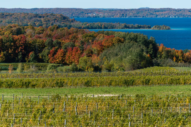 istock Michigan Vineyard on Old Mission Peninsula 1137126358