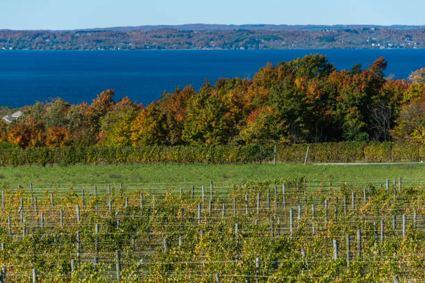 istock Michigan Vineyard on Old Mission Peninsula 1137126419