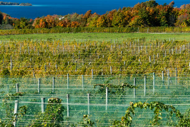 istock Michigan Vineyard on Old Mission Peninsula 1137126502