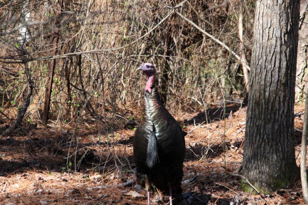 istock Wild Turkey in Wooded Area 1137126576