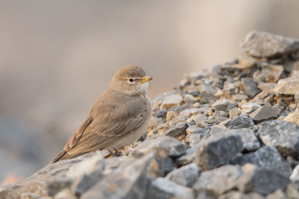 istock Desert lark / Ammomanes deserti 1137127395