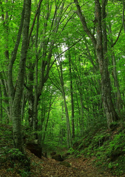 istock Prefecture Fresh green swamp 1137127538