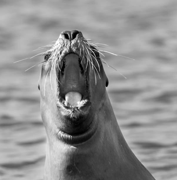 istock Sea Lion pup 1137127579