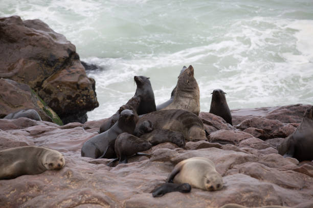 ein wildes tier liebt die freiheit der natur - south pacific ocean audio stock-fotos und bilder