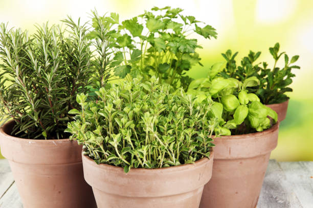 istock Homegrown and aromatic herbs in old clay pots 1137127922