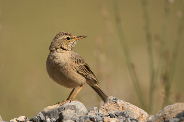 istock Long-billed pipit / Anthus similis. Musandam Peninsula.Oman 1137128136