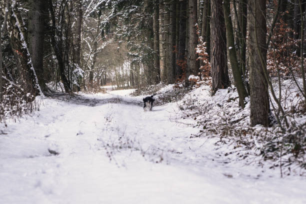 istock Happy dog, black and white springer spaniel on the walk. 1137128231