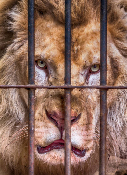 istock The Lion King 1137129753