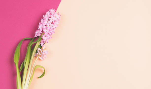 istock Pink flower on beige and pink background. 1137130292