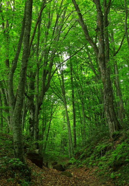istock Prefecture Fresh green swamp 1137130817