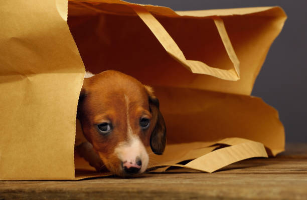 istock dachshund puppy paper bag 1137130909
