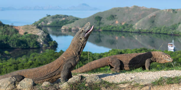 istock The Komodo dragon with open mouth 1137131771