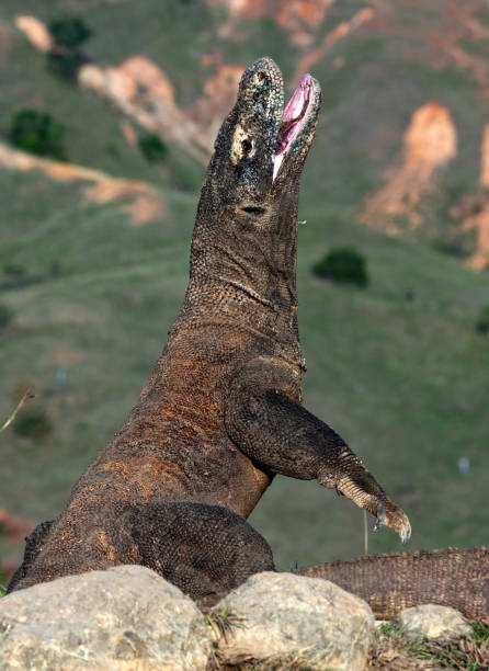 istock The Komodo dragon with open mouth 1137132896