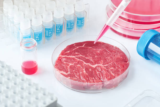 istock Meat sample in open  disposable plastic cell culture dish in modern laboratory or production facility 1137133627