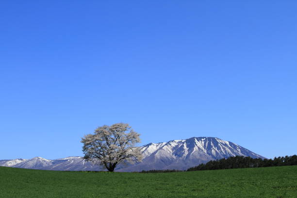 istock Iwate Prefecture Iwate and Sakura 1137134095