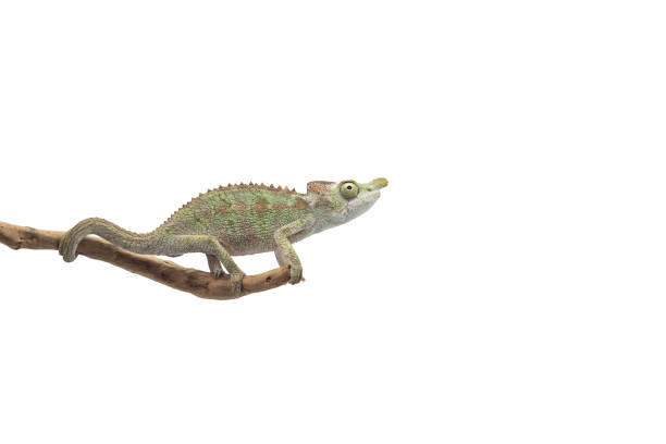 istock Male Lizard Antimena chameleon isolated on white background 1137134170