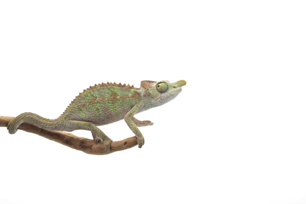 istock Male Lizard Antimena chameleon isolated on white background 1137134171