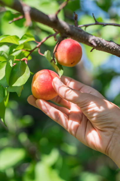istock Ripe yellow apricots in female hands. 1137134273