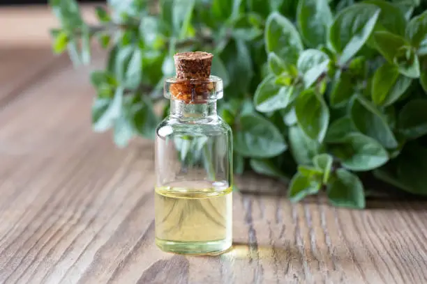 A bottle of oregano essential oil with fresh oregano twigs on a table