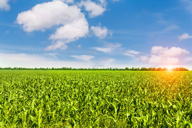 istock Rural field in summer.Green corn field. 1137134675