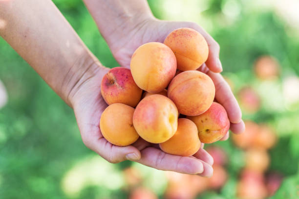 istock Ripe yellow apricots in female hands. 1137134840