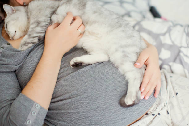 istock pregnant woman and grey cat 1137135357