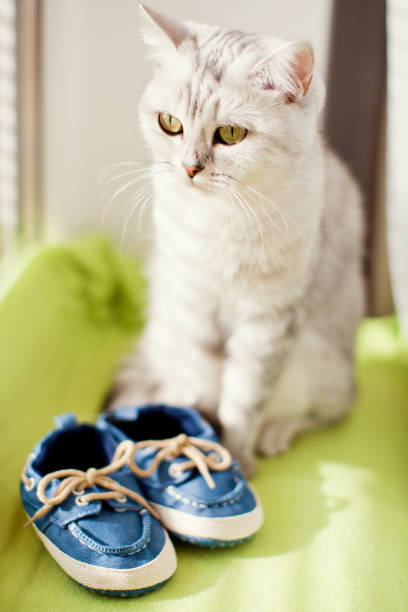 istock grey cat and baby shoes 1137135578