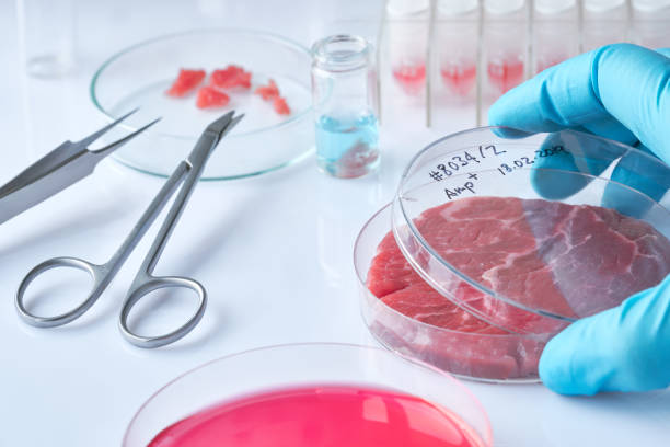 istock Meat sample in open  disposable plastic cell culture dish in modern laboratory or production facility 1137136234