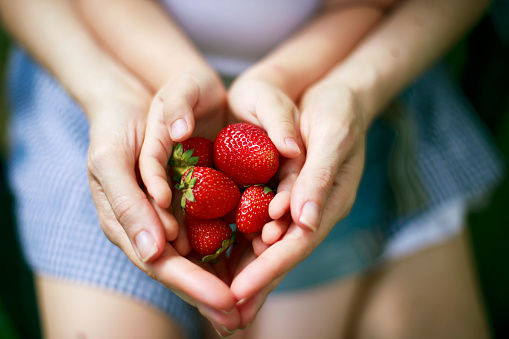 Hands of mother and child holding strawberries. Concept of homegrown produce and healthy eating.