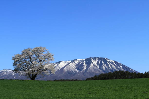 istock Iwate Prefecture Iwate and Sakura 1137136727