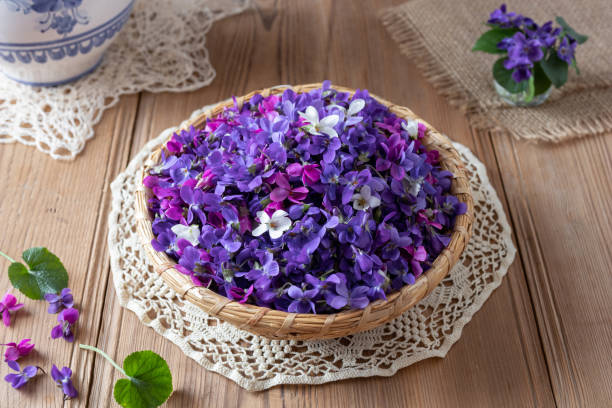 istock Wood violet flowers in a basket 1137136743
