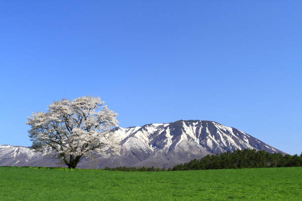 istock Iwate Prefecture Iwate and Sakura 1137137010