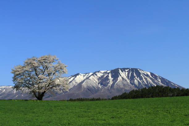 istock Iwate Prefecture Iwate and Sakura 1137138286