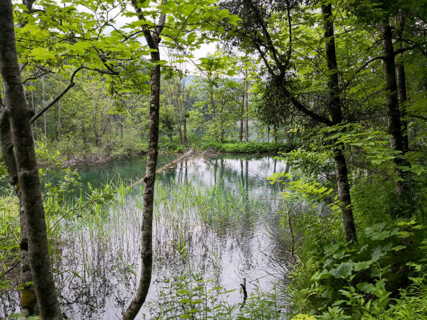 istock View of plitvice lakes natural park 1137141176