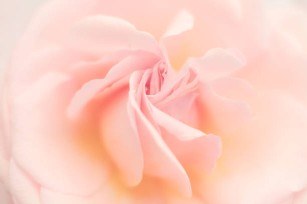 istock Close up of peach coloured rose with soft focus 1137141458