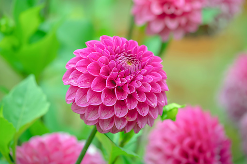 This image shows some pink pom pom chrysanthemum with the centre one in focus and selective focus on the remainder against a green leafy background