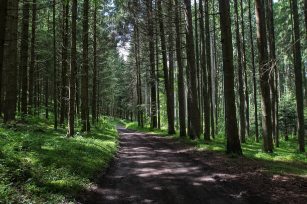 istock Forest landscape / Road in the forest 1137144588