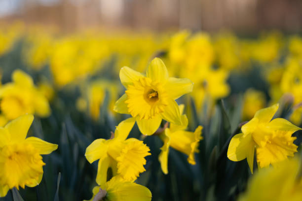 istock field of yellow daffodil 1137144942