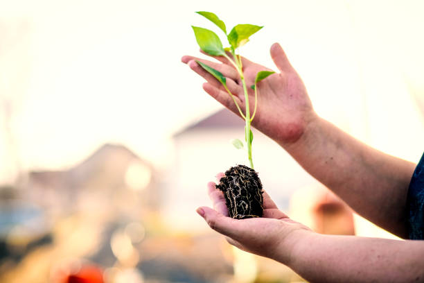istock Agronomist holding seedling in greenhouse 1137146261