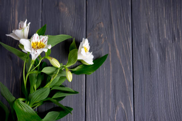 istock Background for text banner on a dark wooden background with white flowers. Blank, frame for text. Greeting card design with flowers. Aalstroemeria on wooden background. View from above 1137148376
