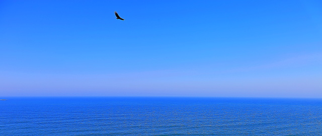 Eagle flying above sea in Garopaba, Santa Catarina, near border with Rio Grande do Sul, Southern Brazil