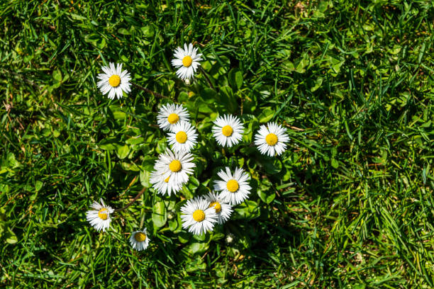 nahaufnahme von gänseblümchen auf grünem gras im frühjahr - wildflower spring close up daisy stock-fotos und bilder