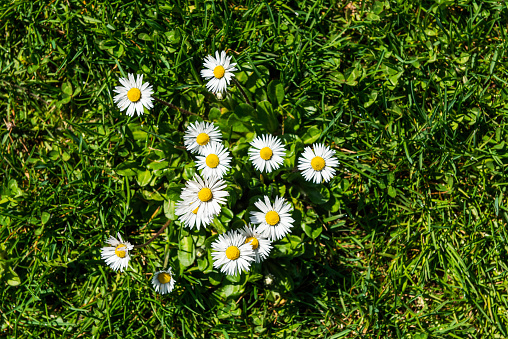 Close-up of daisies on green grass at springtime in Turkey.