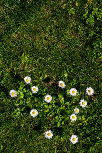 istock Close-up of daisies on green grass at springtime 1137153703