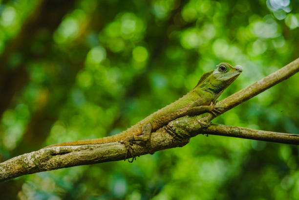 Green forest lizard.Jungle Sri Lanka in wild nature Sinharaja Forest Reserve