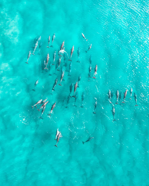 top ansicht der delfine bei sonnenaufgang - säugetier fotos stock-fotos und bilder