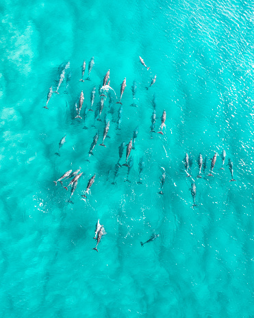 Vista superior de los delfines al amanecer photo