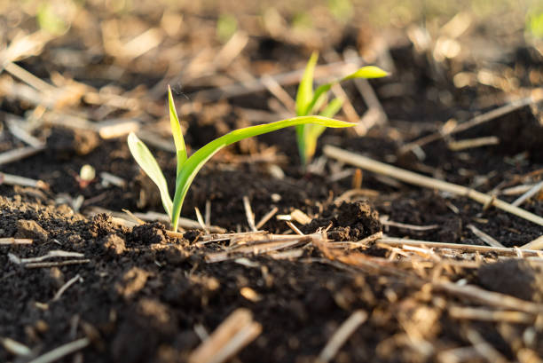 istock Young green corn growing on the field. Young Corn Plants 1137156353